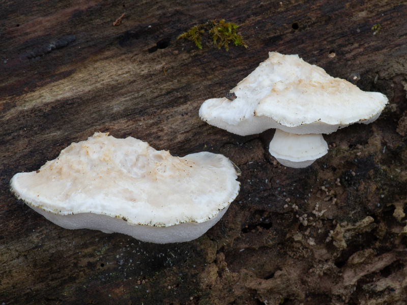 Oligoporus tephroleucus